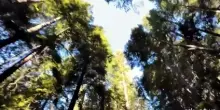 Mendocino, "vera America dell'Ovest" tra sequoie e vigne italiane