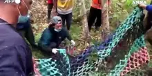 Evacuati esemplari di orango dalle zone colpite dagli incendi in Indonesia