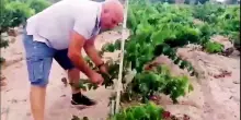 Carignano del Sulcis, l'antico vitigno di Sardegna nella sua forma pi&ugrave; pura