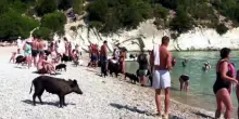 Grecia, sole, mare e grugni: ad Atokos si nuota con i maiali