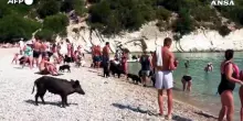 Grecia, al mare con maiali e maialini (golosi ed eccellenti nuotatori)