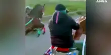 Partecipa a una corsa clandestina di cavalli con un Kalashnikov, 21enne arrestato