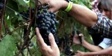 Ai nastri di partenza la seconda edizione del Wine business program