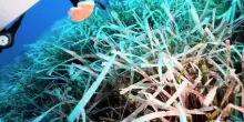 Greenpeace: nei fondali di Ustica forti segnali di stress termico