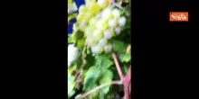 Vendemmia notturna per Zaia, raccoglie i grappoli d'uva in una vigna: "Magia e tradizione"