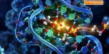 RNA, scoperta una modifica chimica che ne aumenta l&rsquo;efficienza