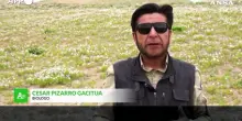 Cile, un fenomeno unico: il deserto di Atacama fiorisce grazie a El Ni&ntilde;o