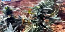 Scoperta una serra con quasi 9mila piantine di marijuana, due arresti nel Cagliaritano