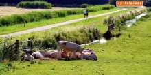 Zootecnia, l&rsquo;Italia perde allevamenti e importa pi&ugrave; carne