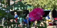 I cowboy delle bocce: in California rispetto e passione per il gioco