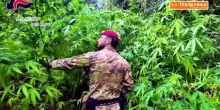 Nel Reggino scoperta una piantagione di canapa indiana, sequestrate 300 piante