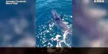 Grande squalo mako catturato davanti al porto di Livorno, poi si libera