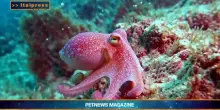 PetNews Magazine - 28/9/2026