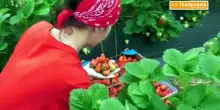 Agroalimentare, vola l'export del Made in Italy