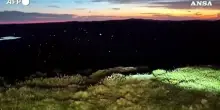 Australia, con la primavera ha inizio la migrazione delle falene Bogong