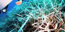 Temperature marine record quest'estate, c'&egrave; rischio fenomeni estremi