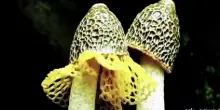 In anteprima il video "Artificio naturale" nuovo brano di Ottodix