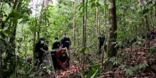 Indonesia, rilasciati nella foresta otto onanghi salvati dagli incendi