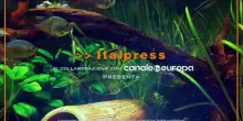 PetNews Magazine - 12/10/2026