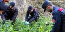 Operazione antidroga in Appennino: sequestrate oltre 600 piantine di marijuana
