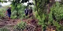 Incendi in Indonesia, operatori soccorrono un orangotango