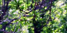 Di cosa parliamo quando parliamo di biodiversit&agrave;