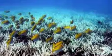 Una speranza contro lo sbiancamento delle barriere coralline