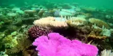 COP 17, "Entro 50 anni scompariranno tutte le barriere coralline"