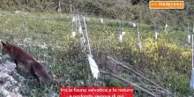 Incendi, la tecnologia scende in campo per proteggere la natura