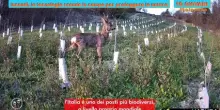 Tg Giovani - 25/10/2026
