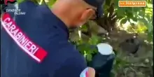 Droga e armi tra le piante nel palermitano, fiuto cane incastra 50enne