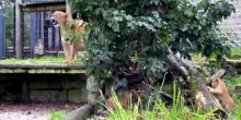 Allo zoo di Dortmund nati 12 cuccioli di leone