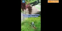 Cina, robot dotato di IA e cane robot contribuiscono alla raccolta della frutta