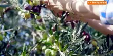 Olio d&rsquo;oliva, mercato in difficolt&agrave;: 16 milioni per l&rsquo;extravergine Dop e Igp