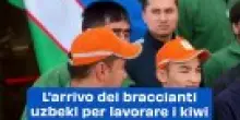 L'arrivo dei braccianti uzbeki per lavorare i kiwi: il video
