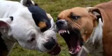 &ldquo;Gi&ugrave; al rione fanno combattere i pitbull&rdquo;. La zoo-mafia dilaga: corse clandestine e traffico di cuccioli