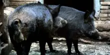 S&igrave; al rag&ugrave; di cinghiale, no alla caccia. L&rsquo;ipocrisia contro l&rsquo;arte venatoria
