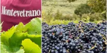 Vino, competitivit&agrave; e mercati globali, la sfida della tenuta di Montevetrano: &ldquo;Trovare giovani che vogliano lavorare in campagna&rdquo;