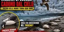 Il mistero degli uccelli morti, numerosi avvistamenti di carcasse di berte minori tra Campania e Lazio
