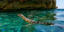 Il serpente marino, il rettile a ferro di cavallo che spaventa i bagnanti di Ibiza e Maiorca: &ldquo;Non sono velenosi e mordono solo se messi alle strette&rdquo;