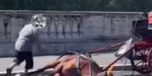 Caldo torrido a Roma, come sta il cavallo collassato sotto al sole: la richiesta di abolire le botticelle