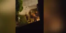 Giovani ebrei italiani minacciati in hotel in Bulgaria: il video, il saluto nazista e l&rsquo;antisemitismo che non muore mai