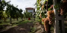 Il caldo anticipa la vendemmia, il mercato la mette alla prova