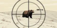 Orso bruno, cinque Paesi Ue ne chiedono il declassamento. E l&rsquo;abbattimento facile. Come accaduto per il lupo