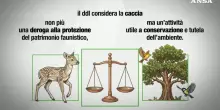 Ddl caccia, cosa cambia davvero con la riforma
