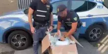 Torino, stretta sullo spaccio a Barriera Milano: 11 arresti