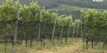 L&rsquo;Universit&agrave; di Bolzano studia nuove tecniche per i vigneti di montagna