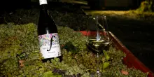 Il Moscatello inaugura la stagione della vendemmia in Abruzzo