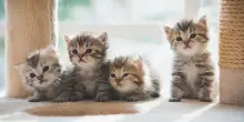 Cure salva-gatti, lotta all&rsquo;abbandono. I cuccioli nell&rsquo;agenda del governo