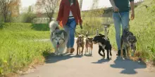 L&rsquo;islam detta le regole pure sui nostri cani
